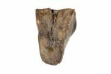 Leptoceratops Tooth - Hell Creek Formation, South Dakota #81647-1